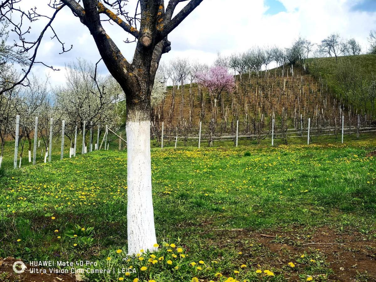 Vatra Strabunilor Villa Moigrad Bagian luar foto